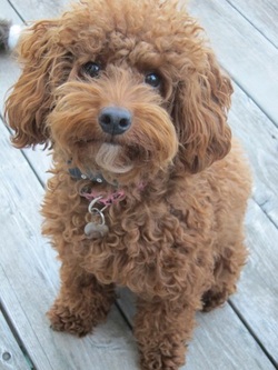 Cockapoo Of Excellence Cockapoo Puppies For Sale Cockapoo Breeder