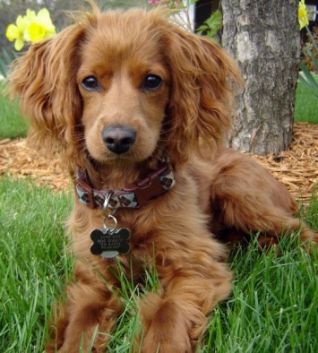 Short haired cockapoo sale