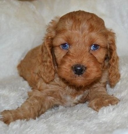 Blue-eyed cockapoo puppy