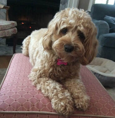 Brown cockapoo puppy